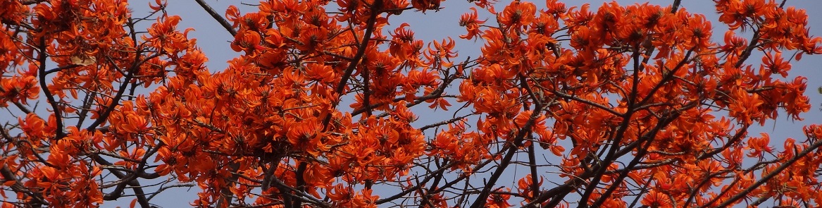 Cámbulo, písamo, cachimbo Erythrina poeppigiana Fabaceae