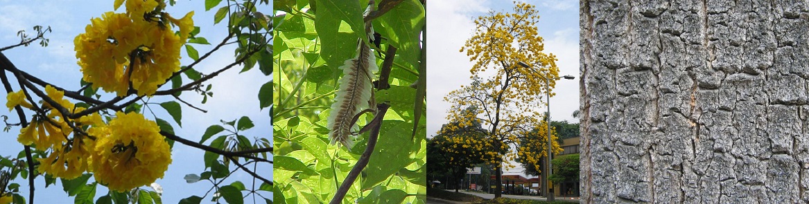Guayacán amarillo, cañaguate, guayacán, chicalá, polvillo Handroanthus chrysanthus Bignoniaceae