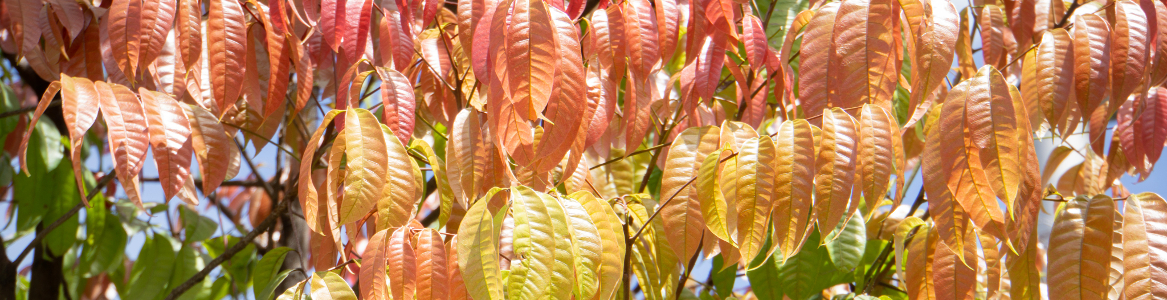 Anime Protium apiculatum Burseraceae