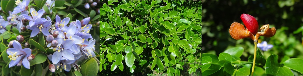 Guayacán azul, lignum vitae Guaiacum officinale Zygophyllaceae
