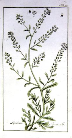 moderna