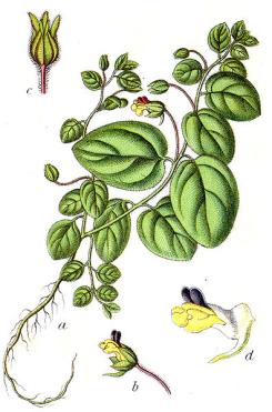 moderna