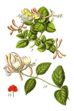 moderna