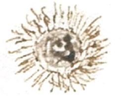 antigua