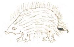 antigua