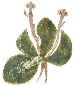 antigua
