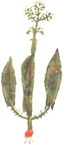 antigua