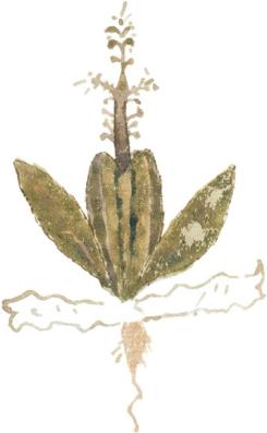 antigua