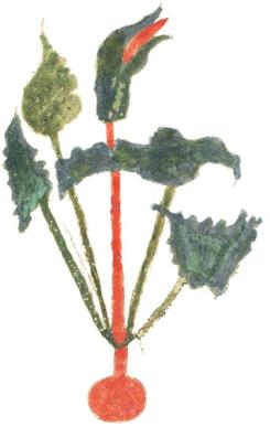 antigua