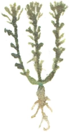 antigua