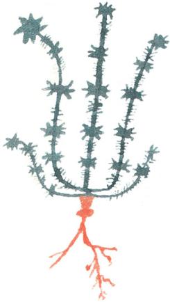 antigua