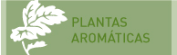 plantas aromáticas