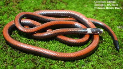Apostolepis quirogai