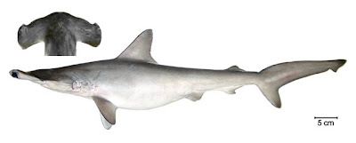 Pez martillo ahumado Sphyrna zygaena