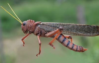 Tucura quebrachera (Tropidacris collaris)