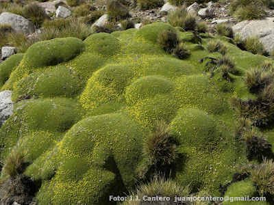 flora de los altos andes