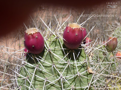 Ayrampu (Opuntia sulphurea)