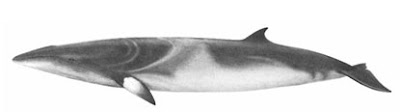 Ballena mink antártica Balaenoptera bonaerensis