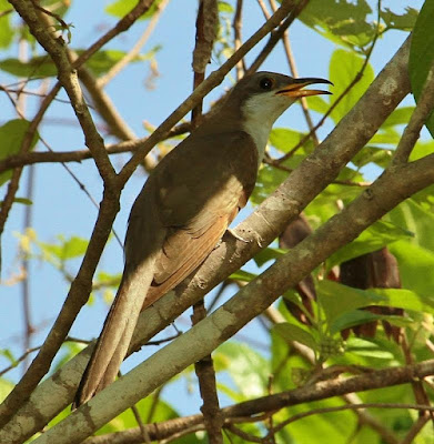 Coccyzus americanus
