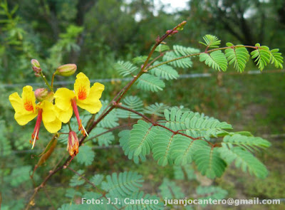 Pischalilla (Arquita mimosifolia)