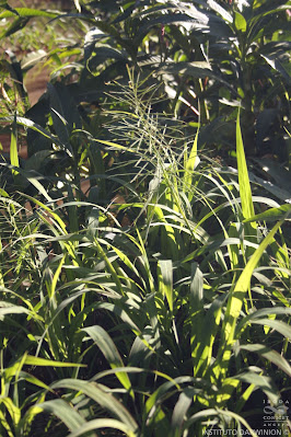 Gramilla de agua (Paspalum repens)