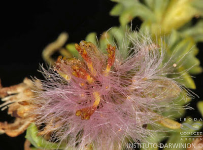 Chachacoma (Senecio nutans)