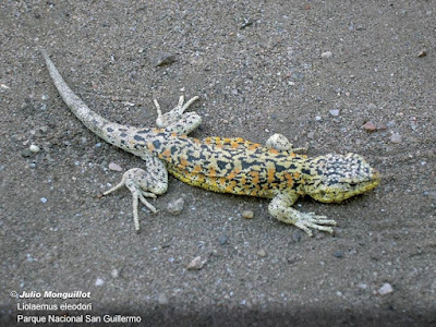 Lagartija de San Guillermo (Liolaemus eleodori)