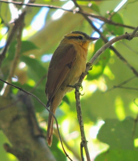 Ochre breasted Foliage gleaner