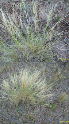 Falso espartillo (Aristida jubata)