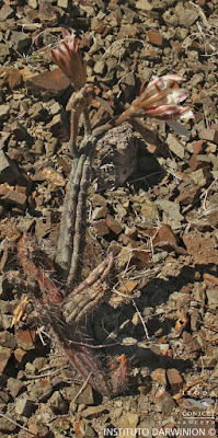Cardón (Cereus aethiops)