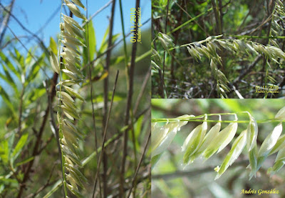 Pasto serrucho (Melica macra)