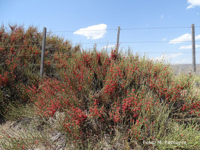 flora nativa salupe