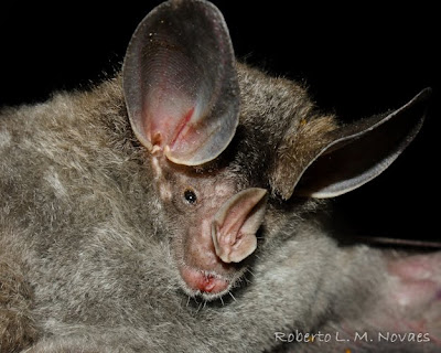 Woolly false Vampire Bat