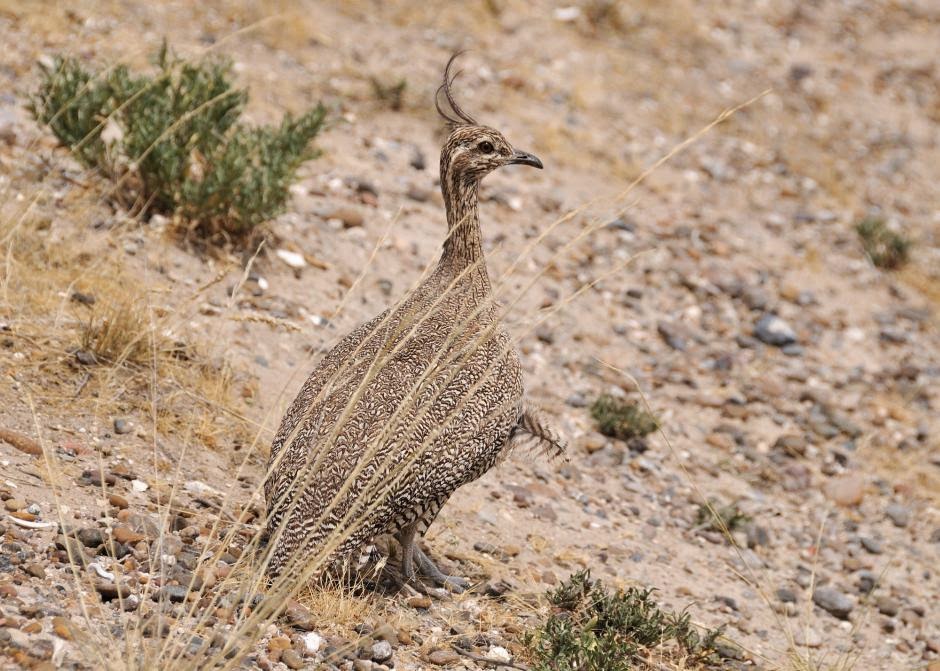 patagonian tinamou birds