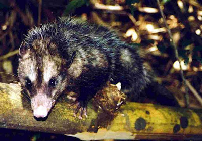 Comadreja de orejas negras Didelphis aurita