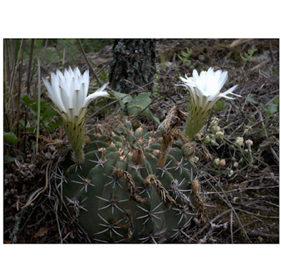cactus argentinos Acanthocalycium klimpelianum