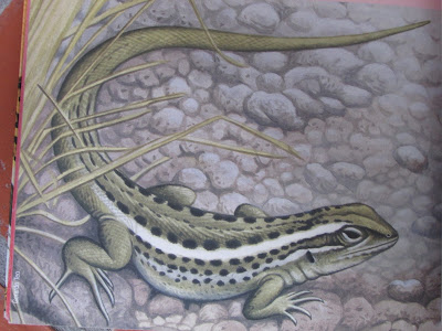 Lagartija de los exploradores Lagartija de los exploradores Liolaemus exploratorum