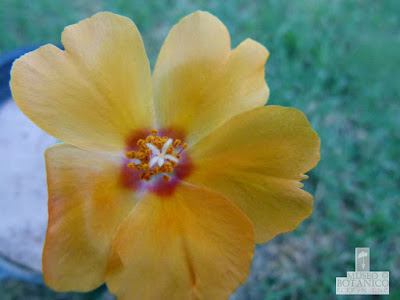 Portulaca ragonesei