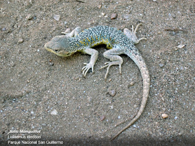 Lagartija de San Guillermo (Liolaemus eleodori)