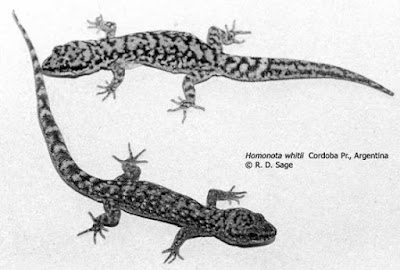 Chelco jaspeado (Homonota whitii)