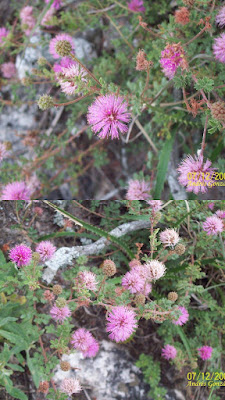 Mimosa amphigena