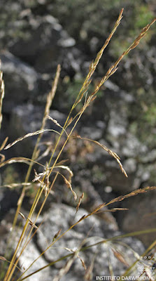 Pasto quila (Festuca acanthophylla)