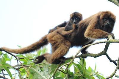 monos de Misiones Mono aullador rojo Alouatta guariba