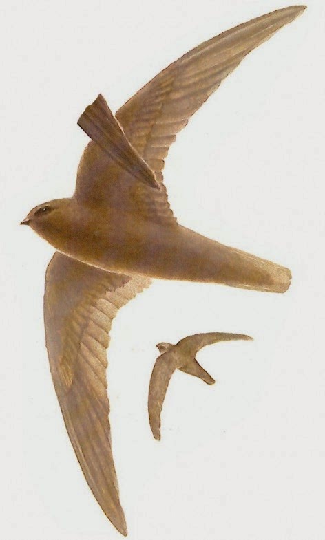 Vencejo negruzco, Cypseloides rothschildi