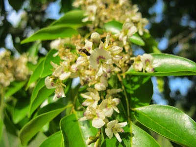 Lapachillo (Poecilanthe parviflora)