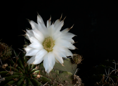 Acanthocalycium klimpelianum