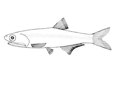 peces del mar argentino Anchoa Anchoa marinii