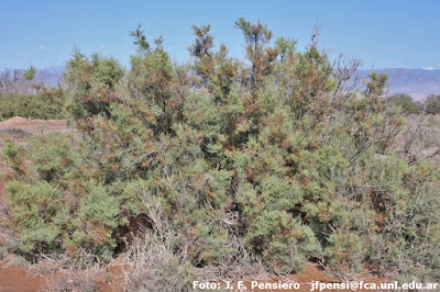 Jume (Allenrolfea vaginata)