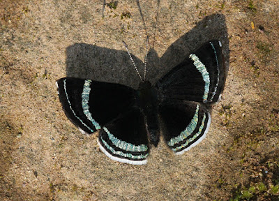 Mariposa lineas brillantes (Chalodeta theodora)