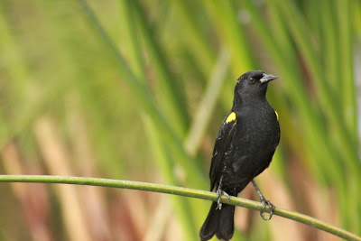Yellow winged Blackbird